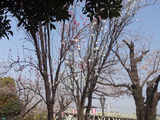 アメ横～上野公園～浅草寺～スカイツリー