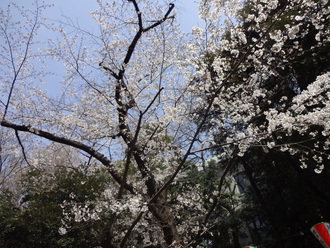 アメ横～上野公園～浅草寺～スカイツリー