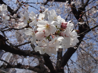 アメ横～上野公園～浅草寺～スカイツリー