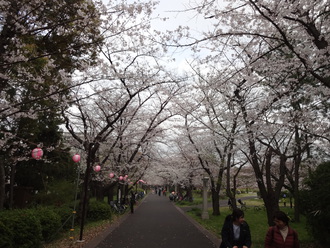 辰巳の森公園の桜並木に露店が戻ってきた