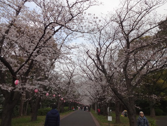 辰巳の森公園の桜並木に露店が戻ってきた