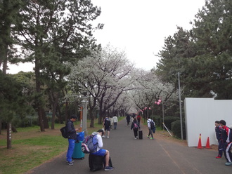 辰巳の森公園の桜並木に露店が戻ってきた