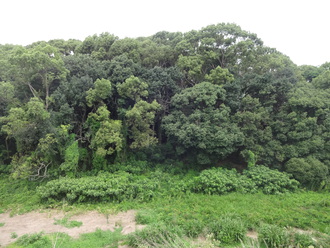 羽曳野古市古墳、マトモな地図も持たず付け焼き刃の知識で歩く