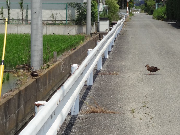 埼玉古墳群、さきたま史跡の博物館
