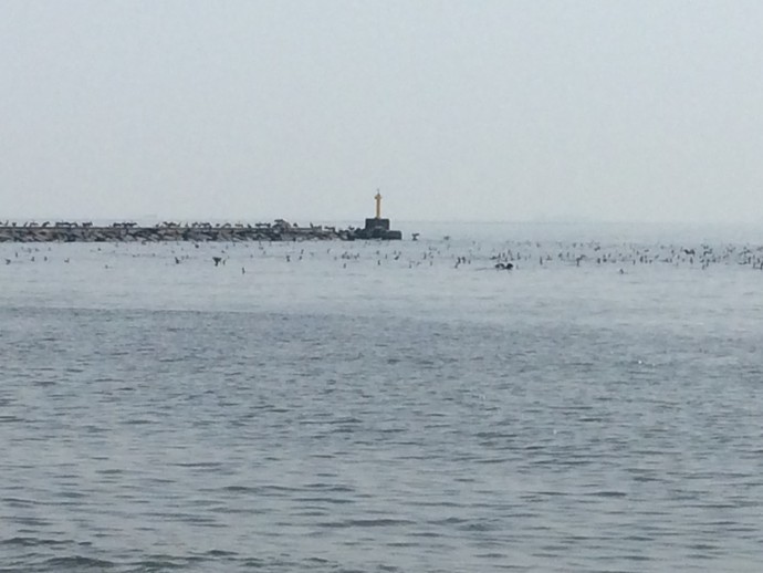 幕張の浜