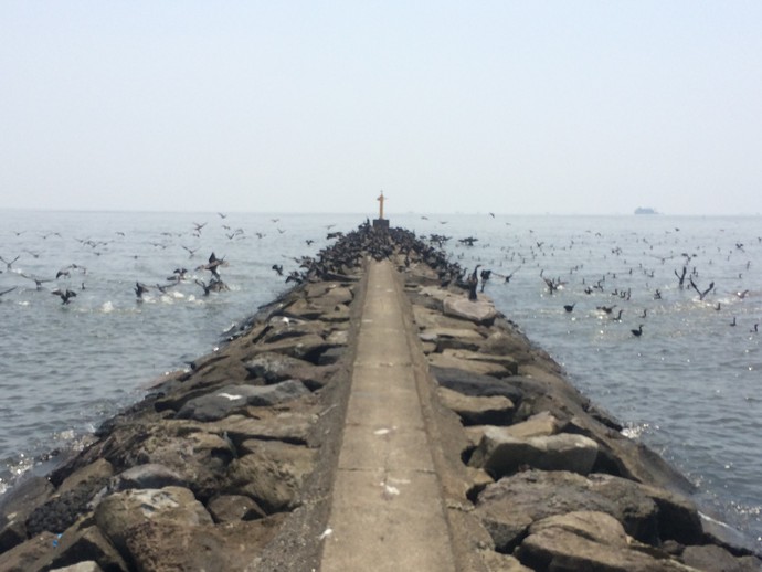 幕張の浜