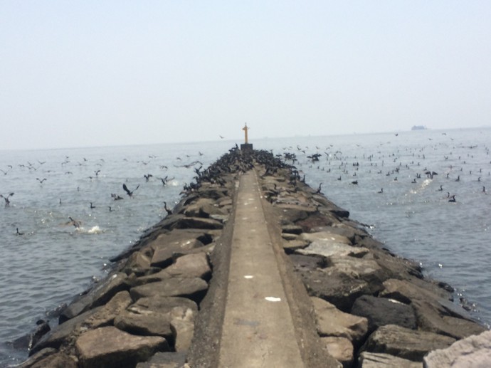 幕張の浜