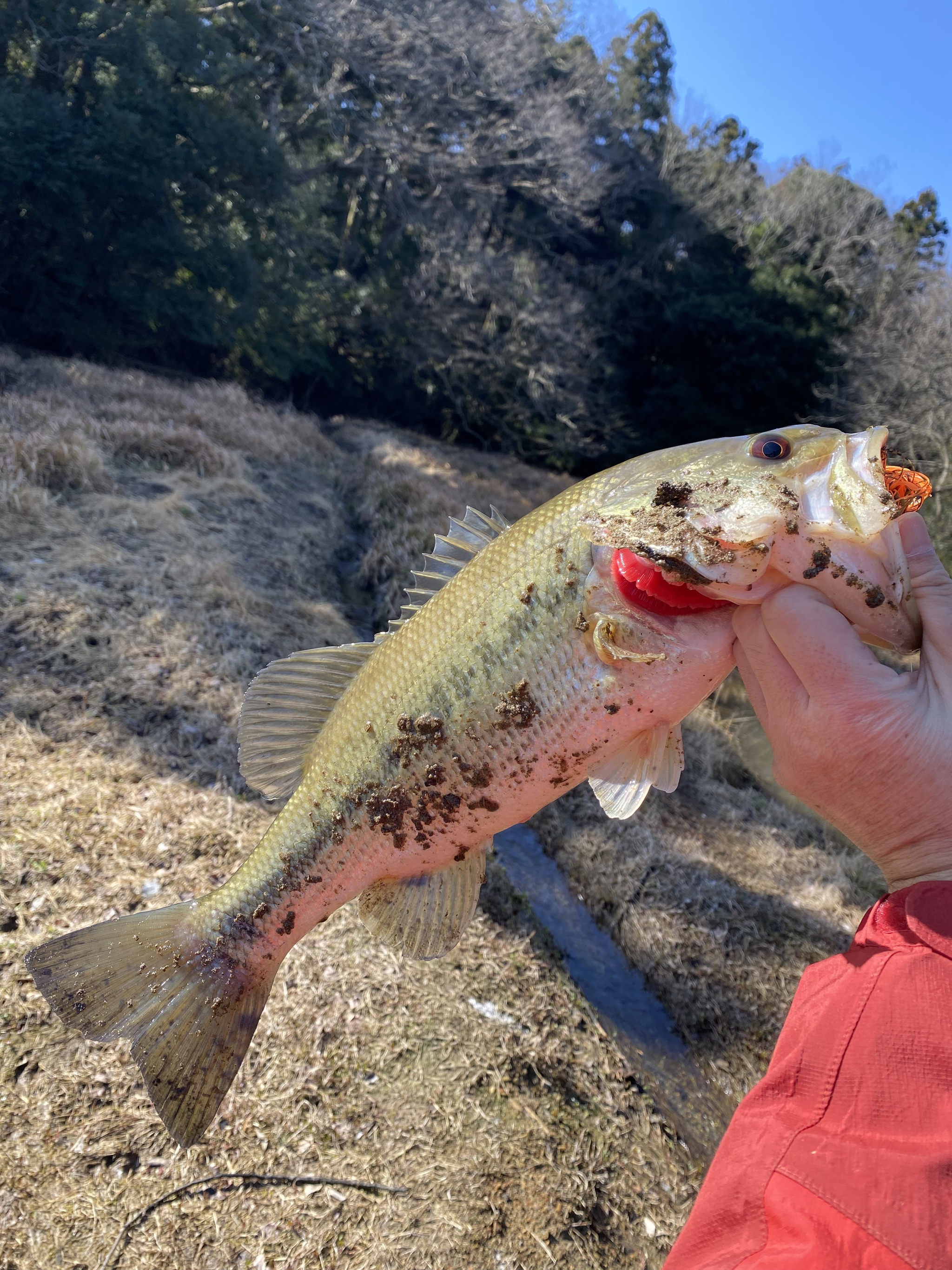 そういえば先週初バス釣れたで