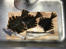 石狩でカワガレイを狙う