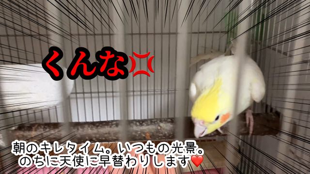 【オカメインコ】朝キレろくちゃんが、天使に変わるまで✨✨