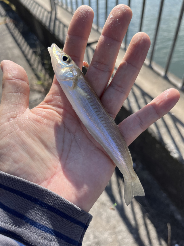 「敦賀エギング～高浜キス釣り」の釣行投稿