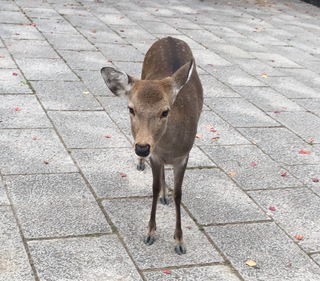 出撃・・・鹿さん