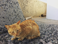 ダブルヘッダー