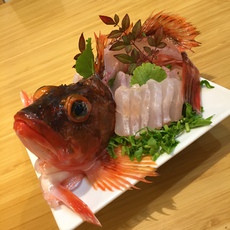 ウッカリカサゴ特大お造り