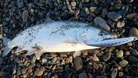 海サクラ １発目！ 2014/05/08 08:59:13