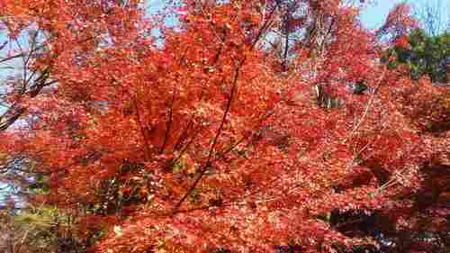 近くの里山で紅葉を