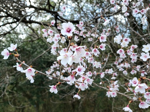 芦ノ湖(20230401)人は多いが魚は釣れず