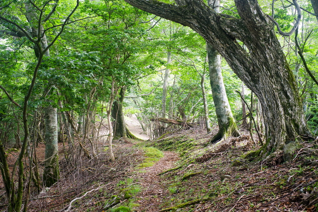 霧立越縦走～白岩山扇山