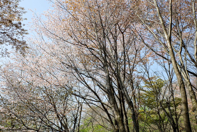 朽網分れの四千本桜