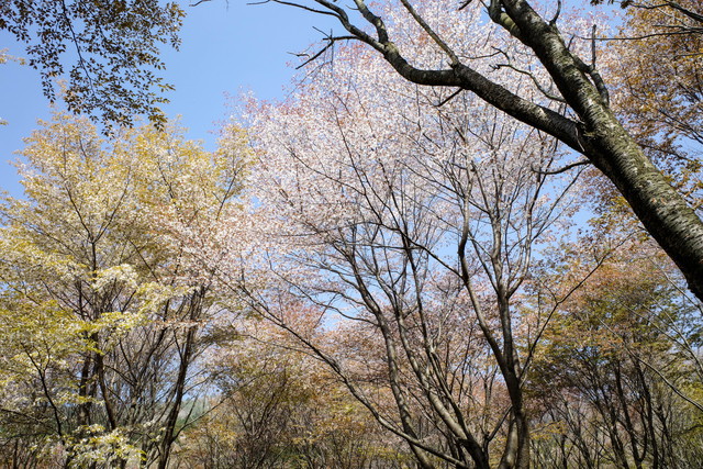 朽網分れの四千本桜