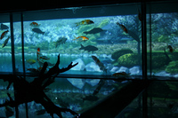 アートアクアリウム展 ～大阪・金魚の艶～
