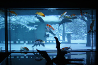 アートアクアリウム展 ～大阪・金魚の艶～