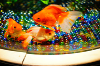 アートアクアリウム展 ～大阪・金魚の艶～
