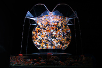 アートアクアリウム展 ～大阪・金魚の艶～