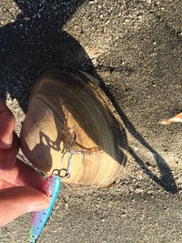逃した魚はでかかった…