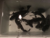 【過去の釣果】2016/1/3 苫小牧西港ロック