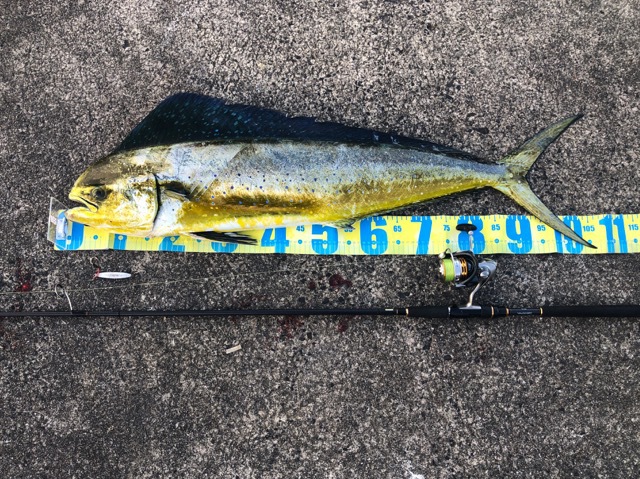 ダイソージグでサゴシを釣りに行ったら106センチのシイラが釣れちゃった！
