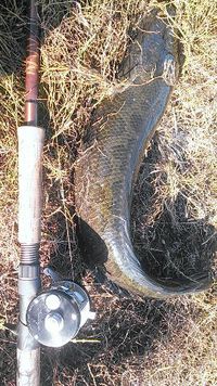 雷魚釣り