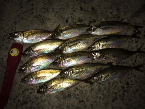 アジングの続き・・・・！