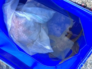 タコ釣れてますが・・・・。