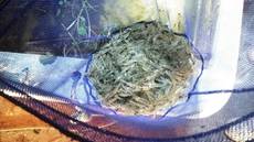 釣果報告 ＼(^o^)／ 2017/11/19 23:16:46