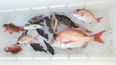 釣果報告 ＼(^o^)／ 2017/01/25 18:48:20