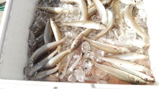 釣果報告 ＼(^o^)／ 2018/08/12 19:24:13