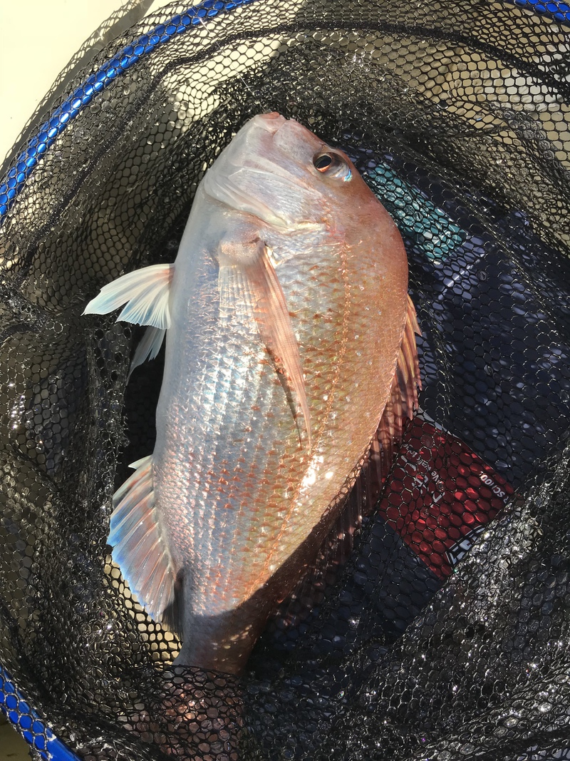 水曜釣り師の釣果 たかみ丸 鯛 鬼アジ 小潮