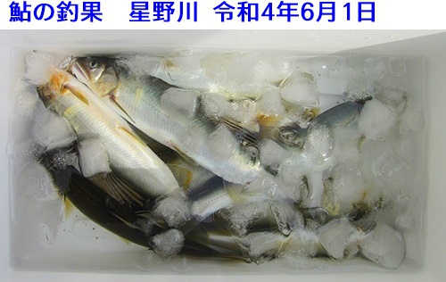 矢部川水系＆矢部川、星野川　鮎解禁