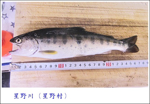 山女魚27.5