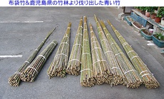 竹林から伐り出した布袋竹が入荷
