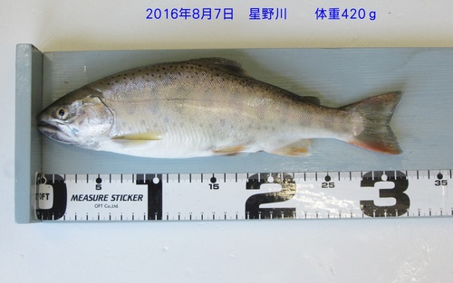 2016　星野川で尺山女魚が釣れる