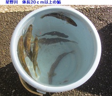 星野川＆鮎の釣果 2023/06/07 17:13:51