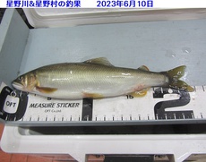 星野川で23ｃｍの鮎が釣れる 2023/06/10 21:05:17