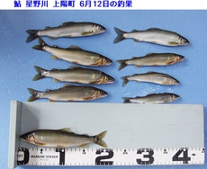 鮎＆星野川の釣果 2022/06/12 18:58:19