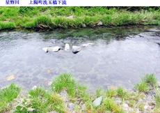 星野川＆鮎