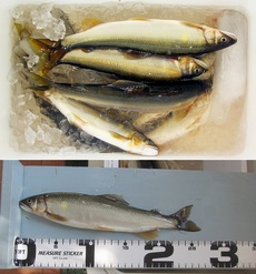 鮎釣り矢部川下流の釣果 2024/09/24 16:10:49