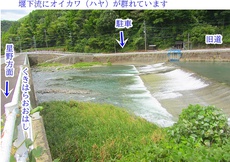 ハヤ＆オイカワ釣りのシーズンになりました 2024/09/29 21:26:13