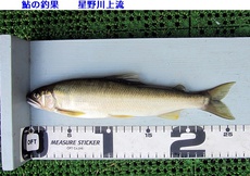 鮎　星野川で7月29日の釣果 2023/07/29 19:00:18