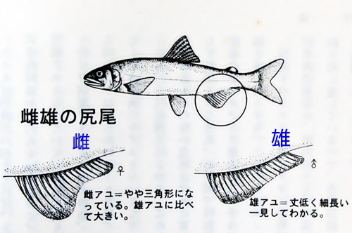 和竿の素材と釣り関連情報 つり具の木下 福岡 鮎の性別の見分け方